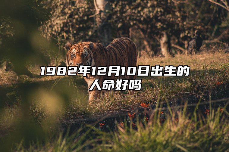 1982年12月10日出生的人命好吗 不同时辰生辰八字