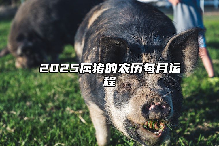 2025属猪的农历每月运程 2025年猪的运势