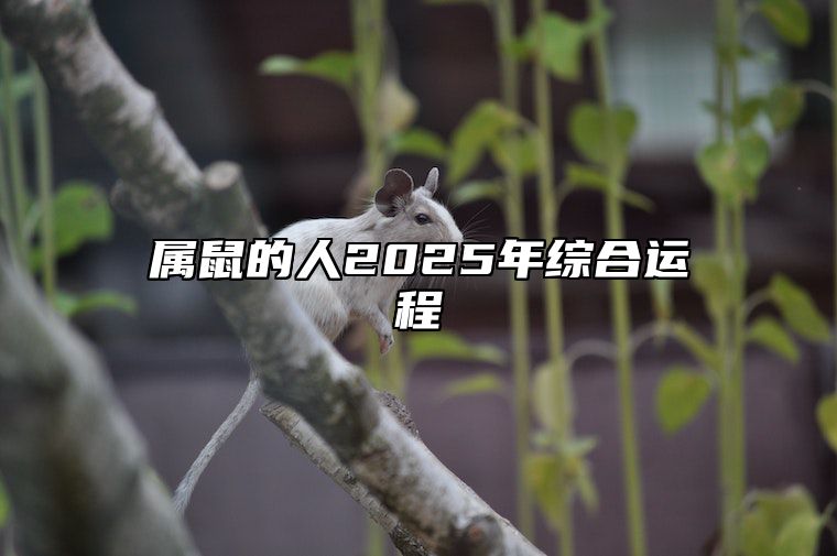 属鼠的人2025年综合运程 2025年蛇年属鼠的人运势