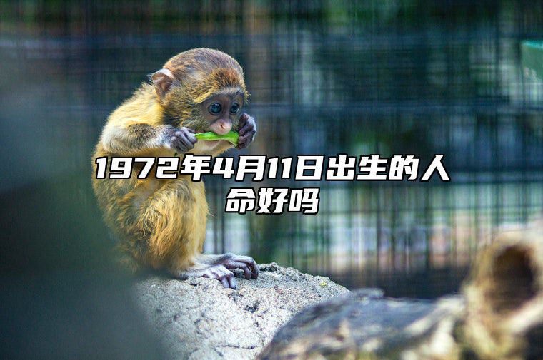 1972年4月11日出生的人命好吗 今日生辰八字查询