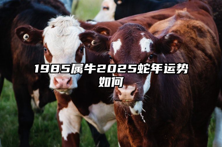 1985属牛2025蛇年运势如何 1985年属牛未来十年运势