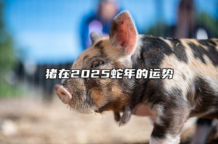 猪在2025蛇年的运势 猪在2025蛇年的运势怎么样