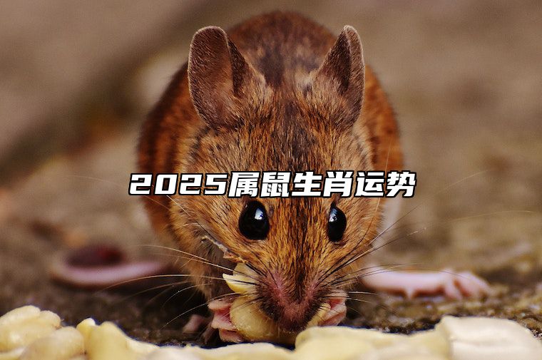 2025属鼠生肖运势 2025年属鼠人全年运势