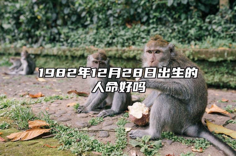 1982年12月28日出生的人命好吗 八字五行查询揭示命运