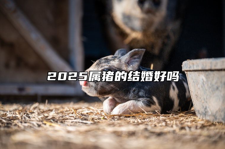 2025属猪的结婚好吗 2025年属猪人的全年运势详解