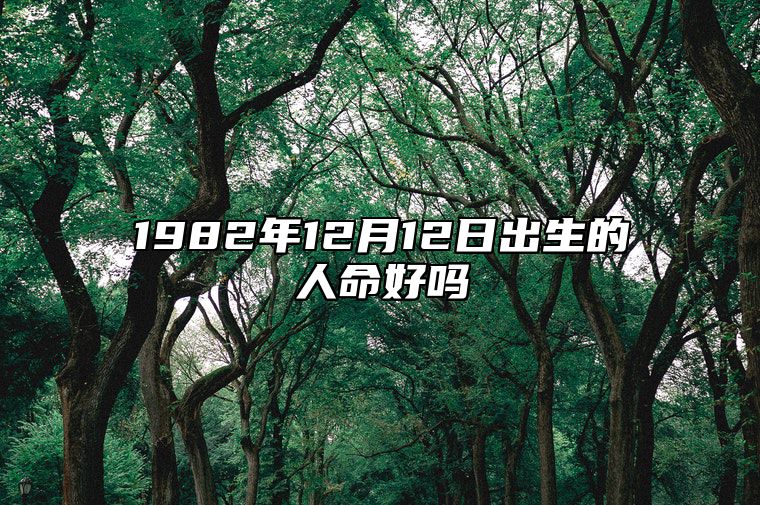 1982年12月12日出生的人命好吗 今日不同时辰生辰八字解析