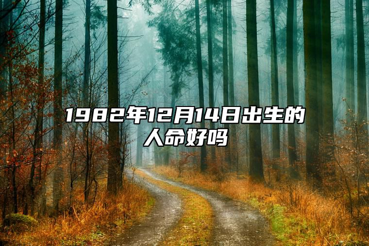 1982年12月14日出生的人命好吗 揭示性格特征与命运走向