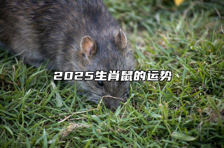 2025生肖鼠的运势 属鼠人2025年每月运势