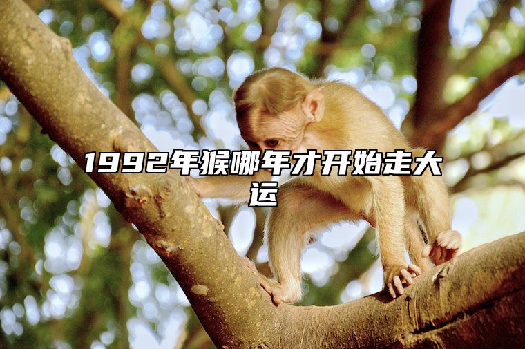 1992年猴哪年才开始走大运 1992年是苦命猴还是富猴