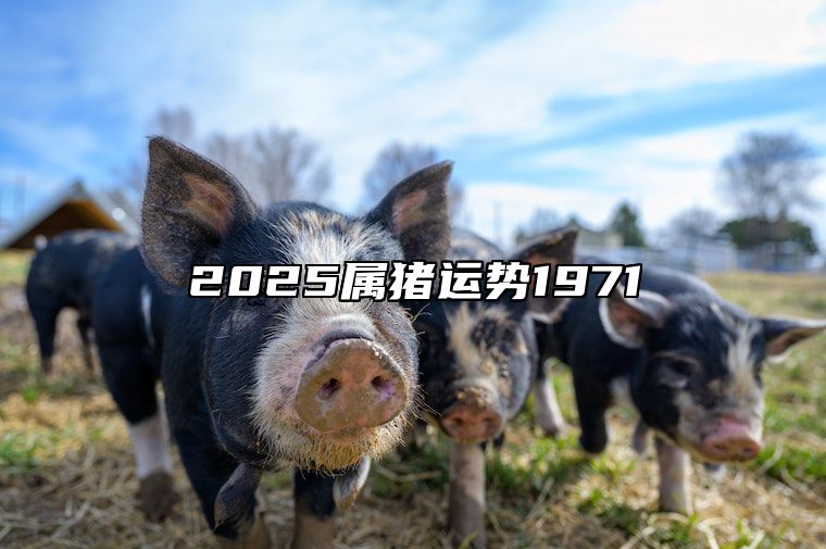 2025属猪运势1971 2025属猪运势及运程每月运程