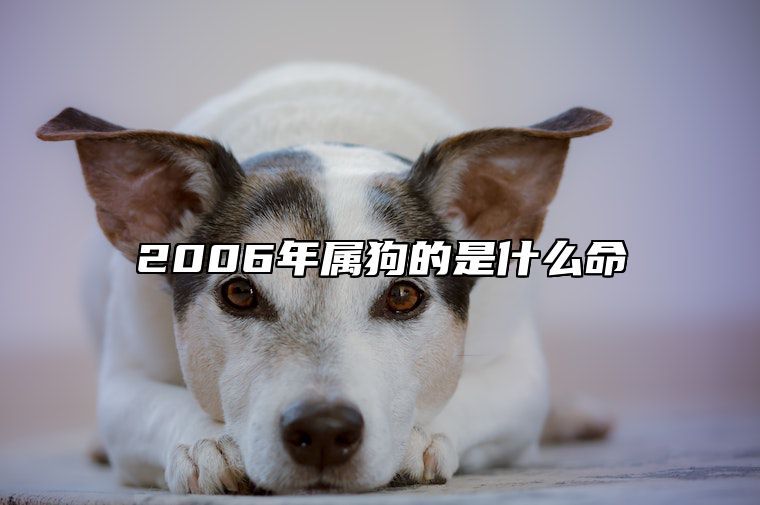 2006年属狗的是什么命 2007年属猪的是什么命