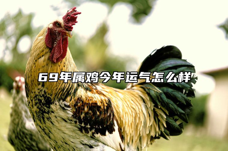 69年属鸡今年运气怎么样 69年属鸡今年运势2021年运势