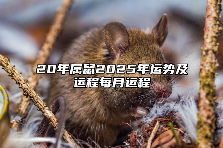 20年属鼠2025年运势及运程每月运程