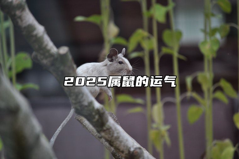 2025属鼠的运气 25属鼠的今年运势