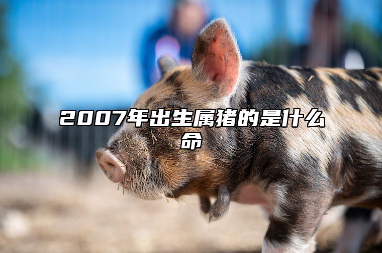 2007年出生属猪的是什么命 2007年出生属猪是什么命运