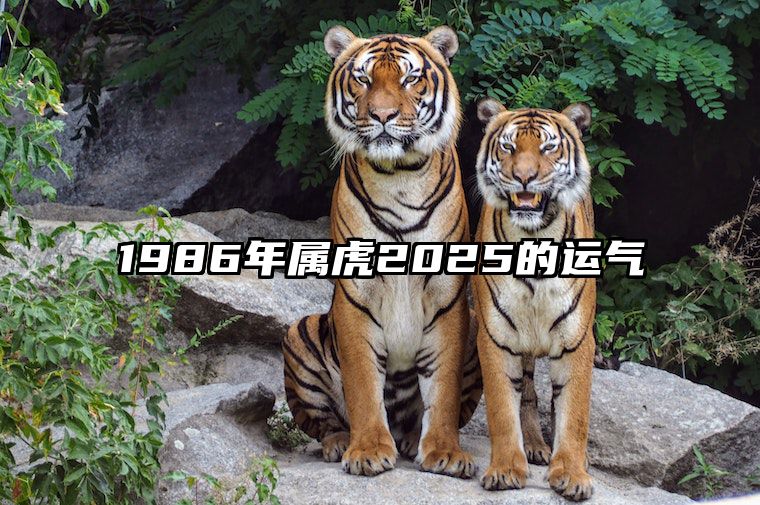 1986年属虎2025的运气 2025年1986年属虎人命运