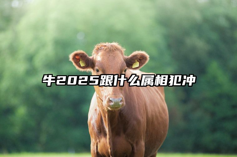 牛2025跟什么属相犯冲 属牛2025年如何化解太岁