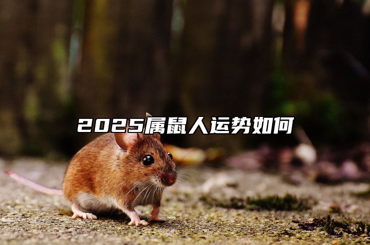 2025属鼠人运势如何 属鼠人2025年的命运