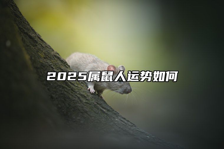 2025属鼠人运势如何 属鼠2025年蛇年运势