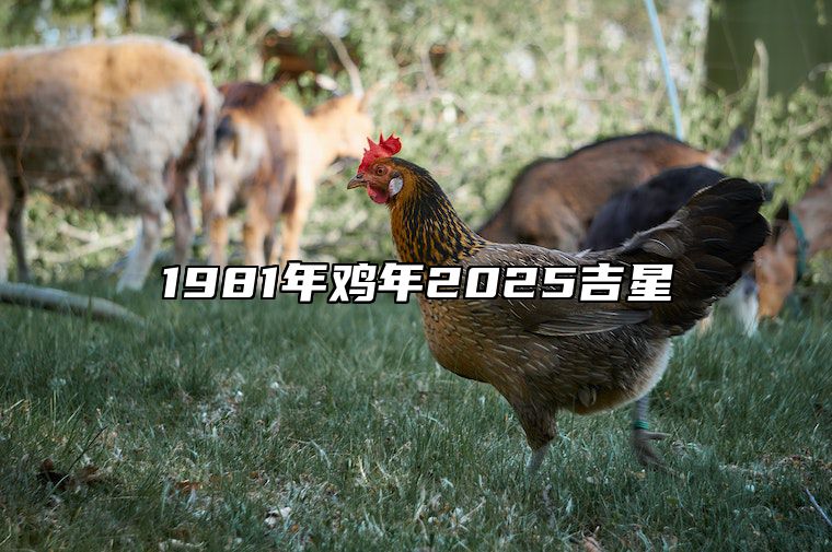 1981年鸡年2025吉星 1981年属鸡2028年运势