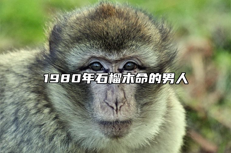 1980年石榴木命的男人 1980年石榴木命的男人婚姻