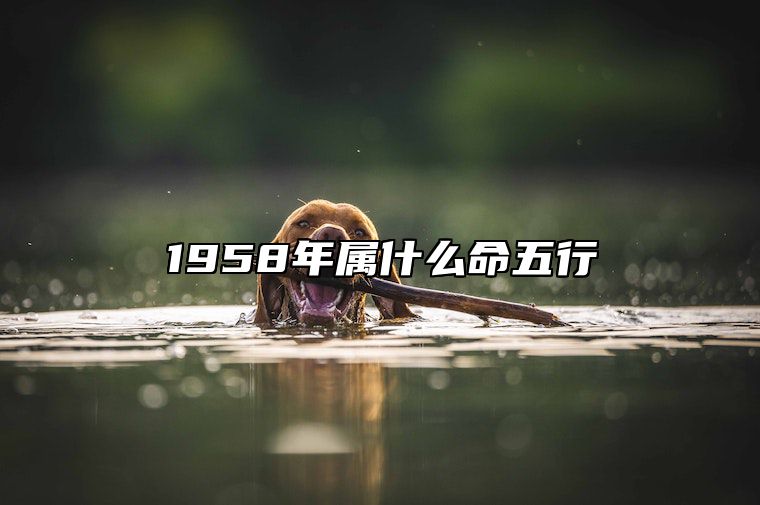 1958年属什么命五行 1958年属什么生肖五行属什么