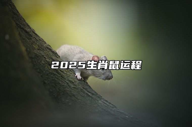 2025生肖鼠运程 鼠人2025年运势