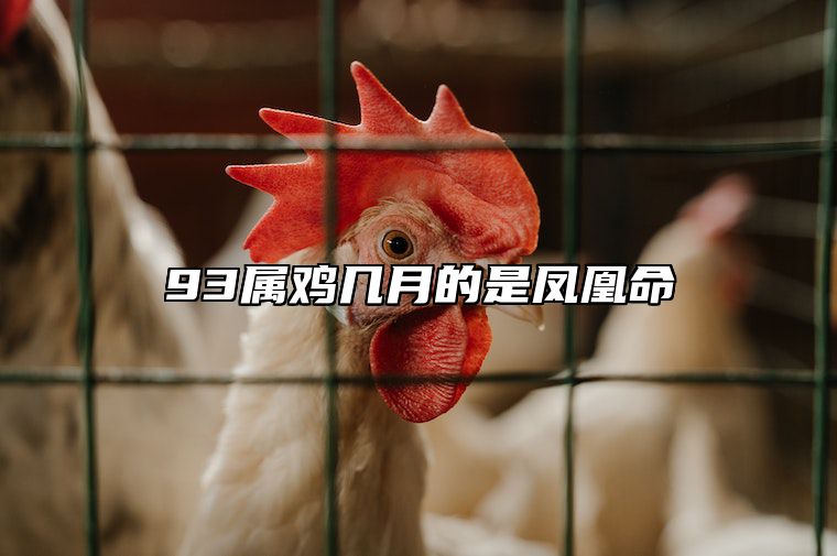 93属鸡几月的是凤凰命 93属鸡几月的是凤凰命什么时辰出生最好