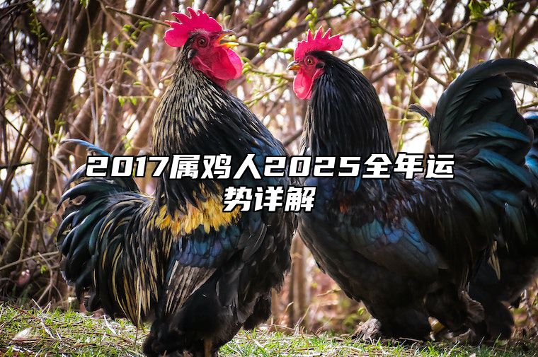 2017属鸡人2025全年运势详解 属鸡的2025年运势如何