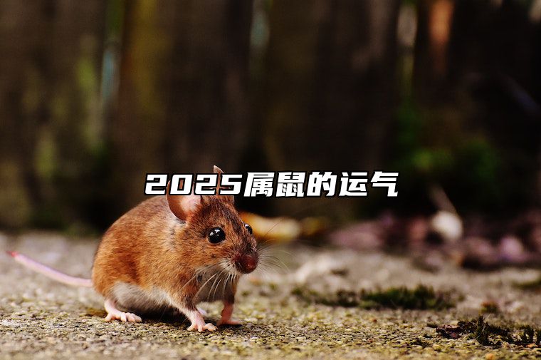 2025属鼠的运气 属鼠人2025年运势