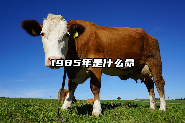 1985年是什么命 1985年属牛命运好不好