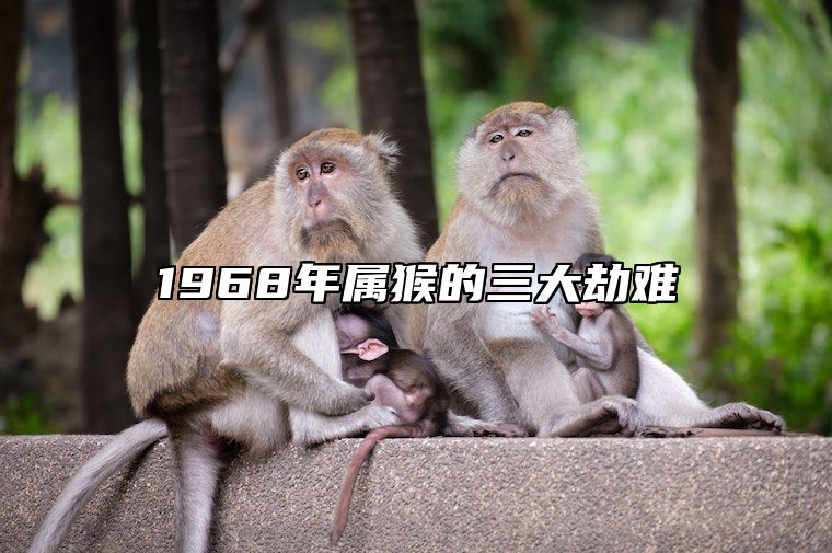 1968年属猴的三大劫难 68年的猴今年下半年运势如何