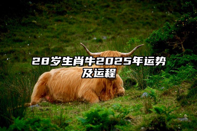 28岁生肖牛2025年运势及运程