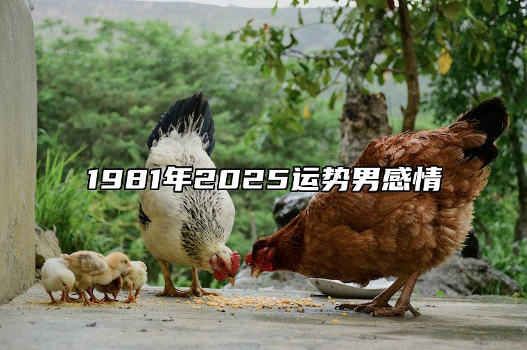 1981年2025运势男感情 81年鸡2025年运势