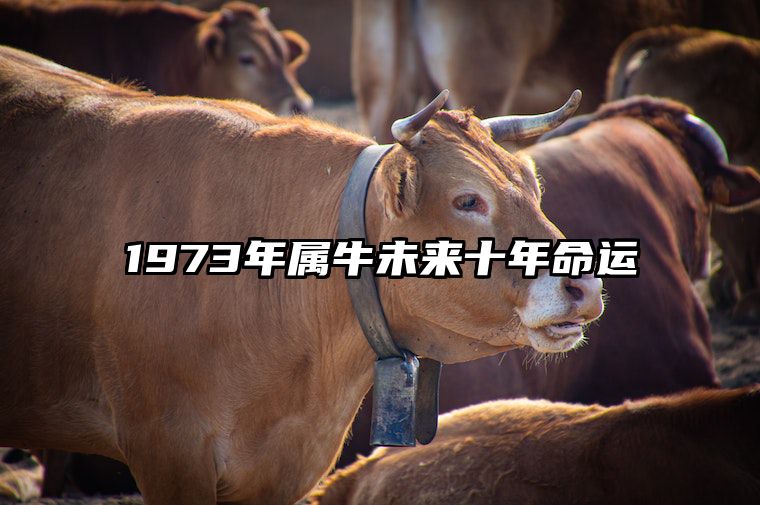 1973年属牛未来十年命运 1973年属牛未来十年命运怎么样