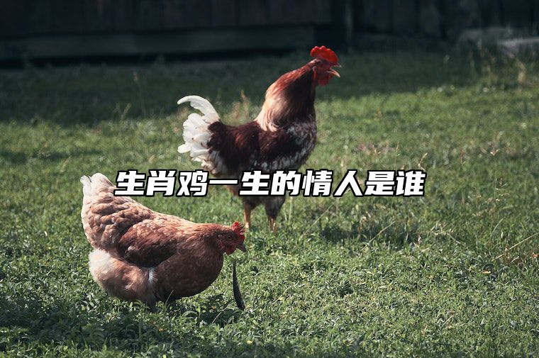 生肖鸡一生的情人是谁 属鸡一生注定情人