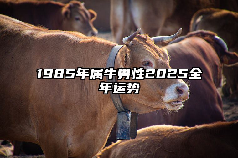 1985年属牛男性2025全年运势 1985年牛男2022年运势