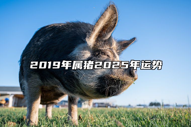 2019年属猪2025年运势 2025年生肖猪运势