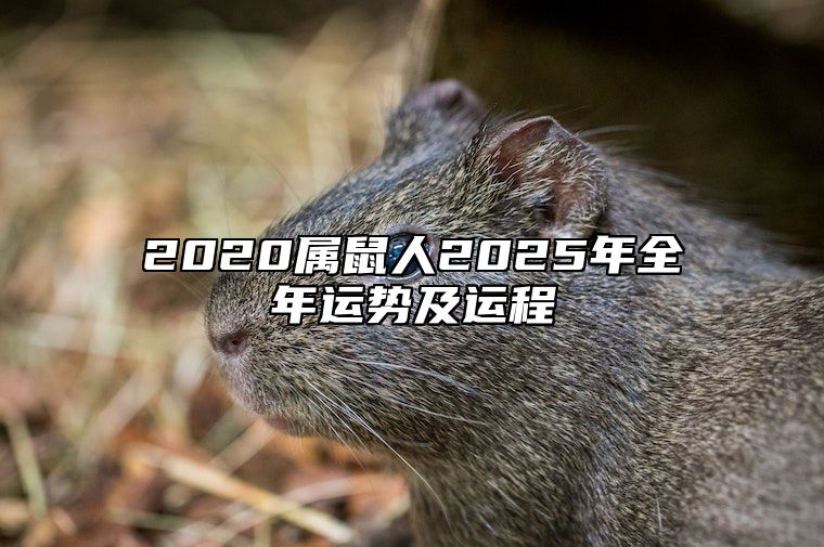 2020属鼠人2025年全年运势及运程