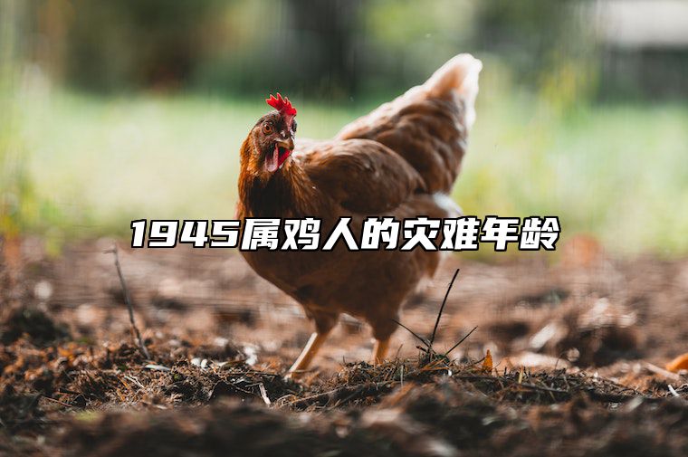 1945属鸡人的灾难年龄 1945属鸡人的寿命预测