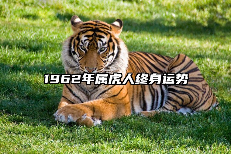 1962年属虎人终身运势 1962年属虎人2021年运势及运程每月运程