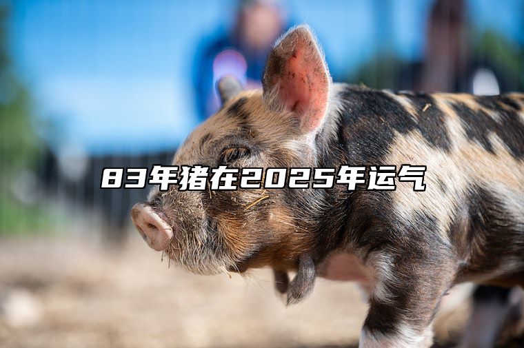 83年猪在2025年运气 83年的猪2023年运势