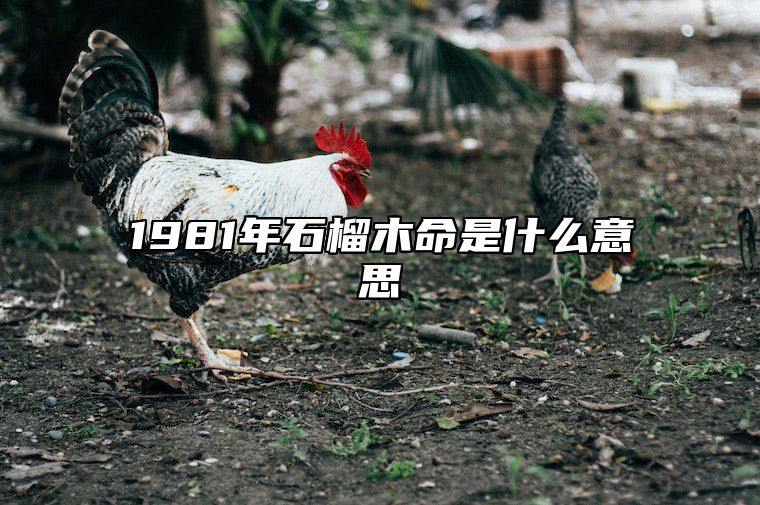 1981年石榴木命是什么意思 1981年石榴木命好不好