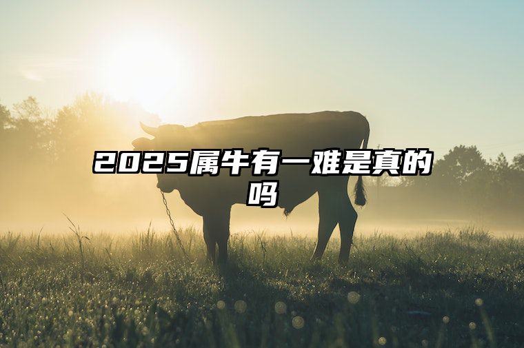 2025属牛有一难是真的吗 属牛的人2025年的命运