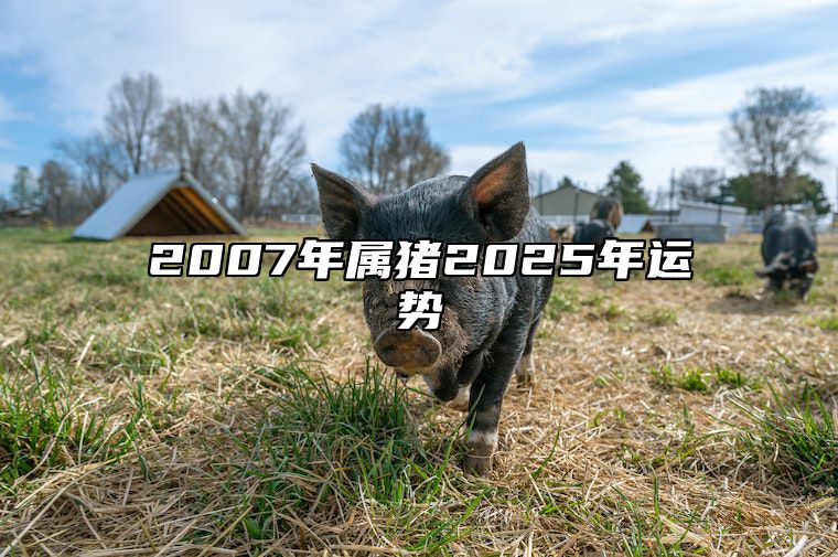 2007年属猪2025年运势 2007年属猪2025年运势完整版