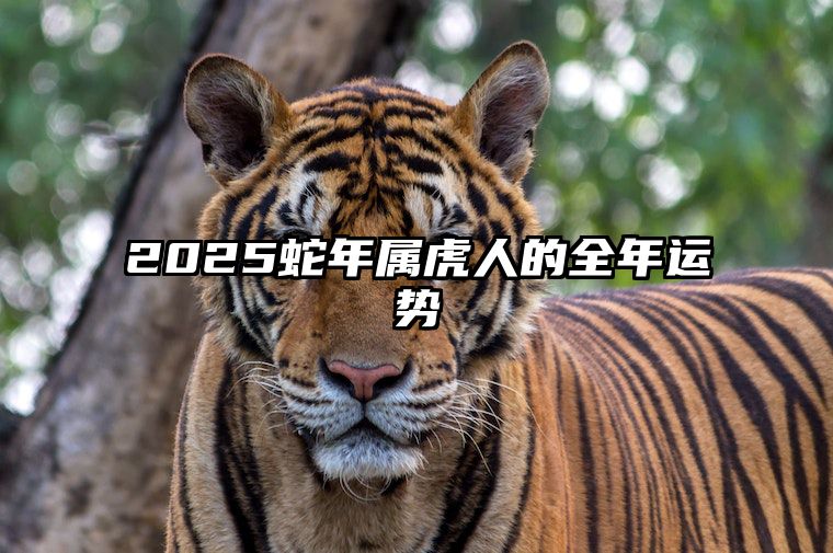 2025蛇年属虎人的全年运势 2025属蛇人的全年运势如何