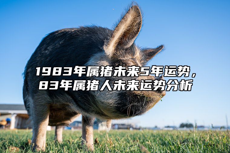 1983年属猪未来5年运势，83年属猪人未来运势分析 1983年属猪未来5年运势,83年属猪人未来运势分析如何