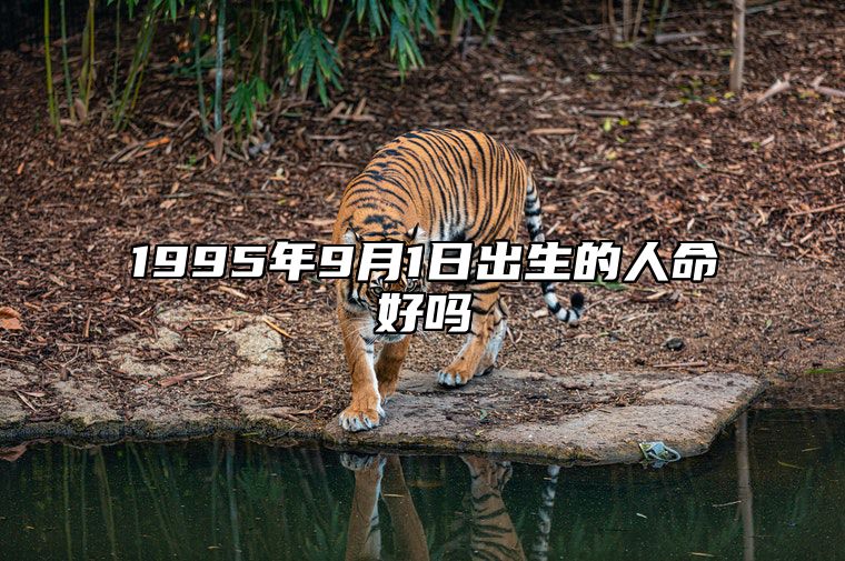 1995年9月1日出生的人命好吗 五行缺什么命运好不好