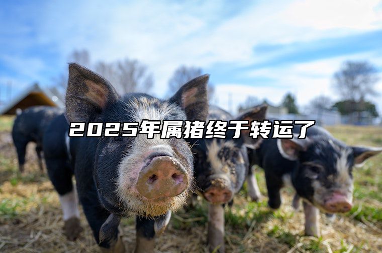 2025年属猪终于转运了 属猪2025年有大喜缠身