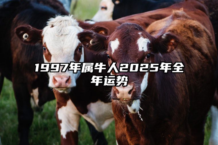 1997年属牛人2025年全年运势 1997年属牛未来5年运势